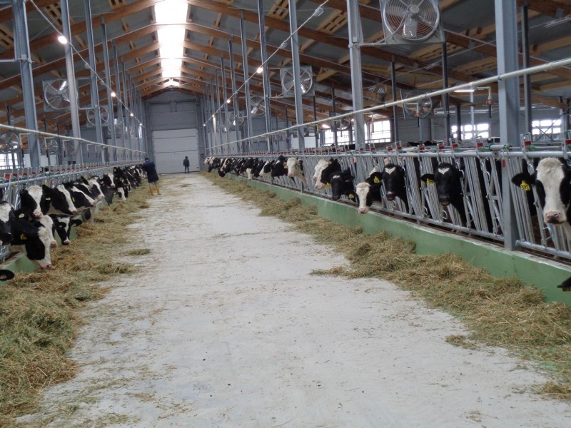 Green field large scale dairy farm in Kazakhstan