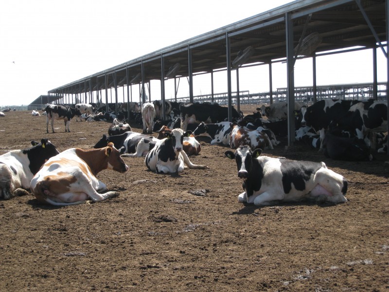 Herd Replacement for a farm in Egypt