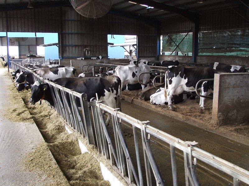 Setting up a dairy Extension program for a processor in Greece