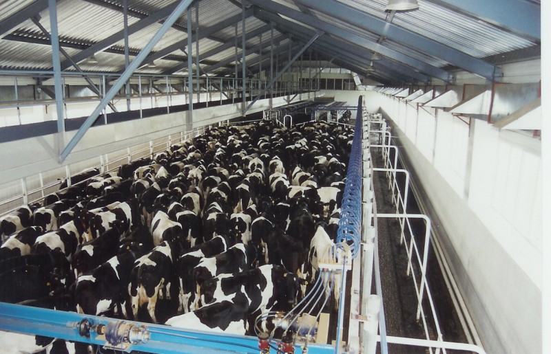 Setting up of a large greenfield, 10,000 dairy cow farm in Russia