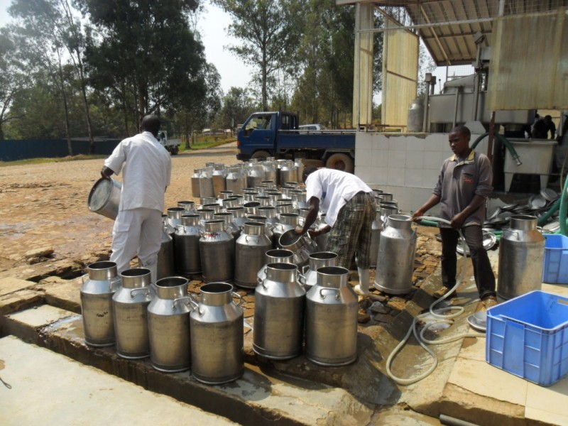 Development of a raw milk sourcing strategy for a processor, East Africa