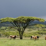 landscape Kenya 2013 BdL 1