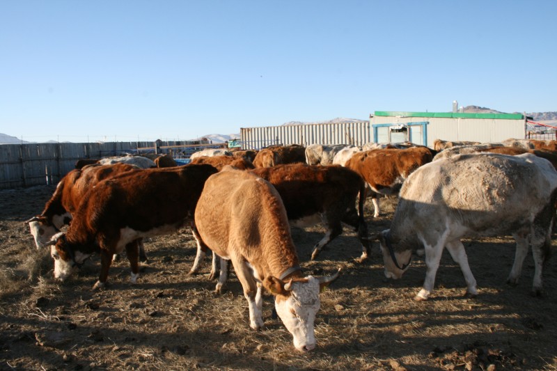 Improving productivity of dairy farming in Mongolia