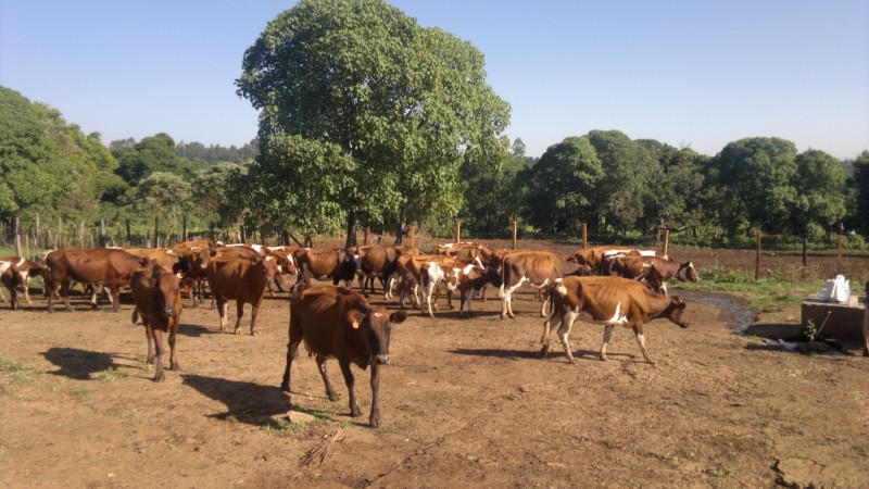 Dairy development Kenya – an update from Wytze