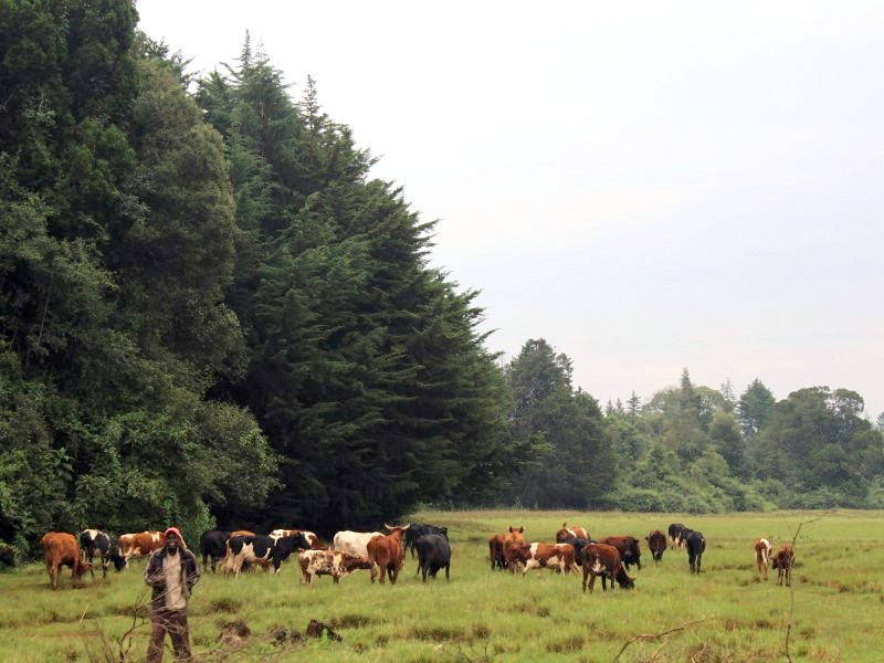 Protecting the Mau Forest by smallholder dairy farming model