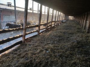 Dairy Farming in Siberia
