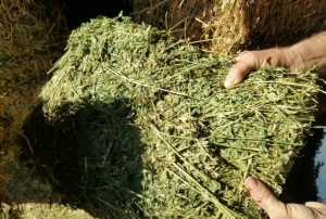 High quality alfalfa hay from Greece