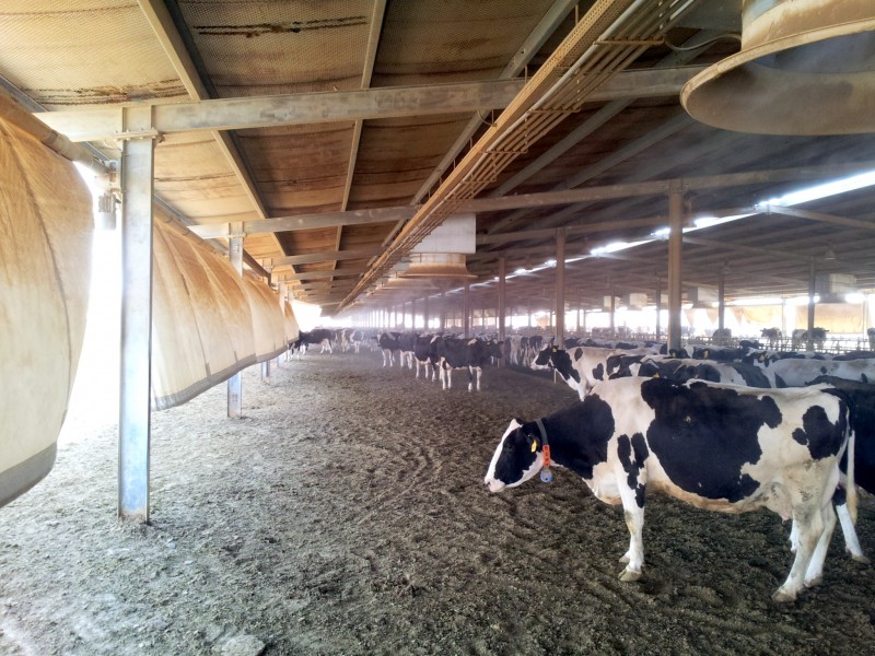 Small scale dairy producers and manufacturers in Saudi Arabia