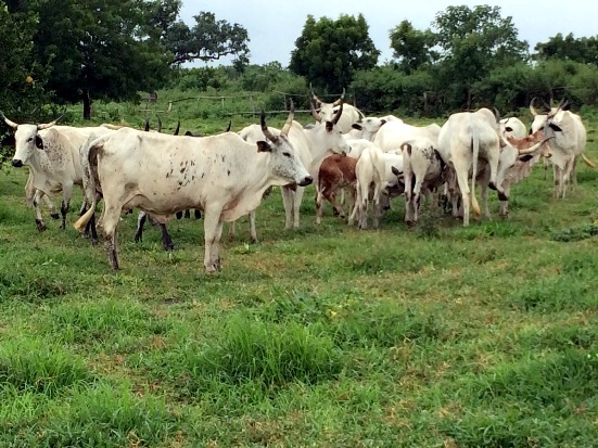Dairy development in Nigeria