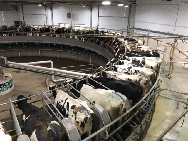 Large scale dairy development in Russia