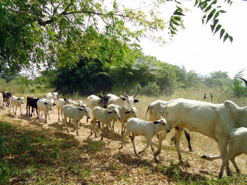 Nigeria: next phase in our crossbreeding project