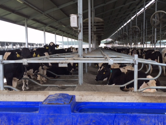 Bles Dairies FMS leads management on a large-scale dairy farm in China