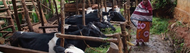 Rural Dairy Development
