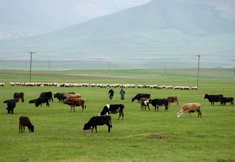 Dairy Market Study in Armenia