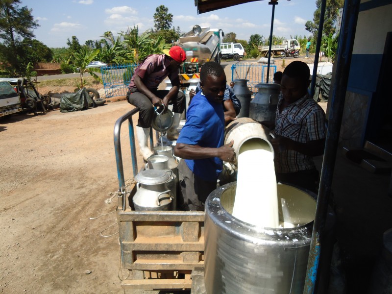 Dairy cluster wants to improve Ugandan milk production