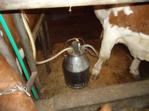 Montenegrin milking cow