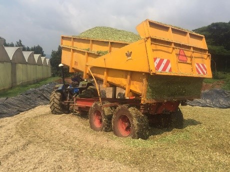Start maize harvest season 2020 Nundoroto – Bles Dairies East Africa