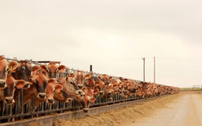 Bles Dairies also supplies Jersey cows