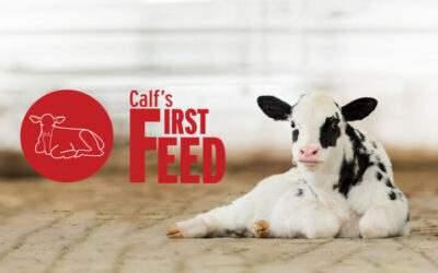 Now available in the Netherlands: Calf’s First Feed